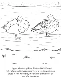 Ducks Coloring Pages 56