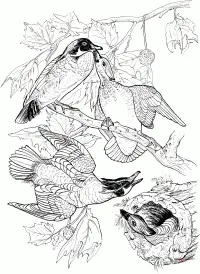 Ducks Coloring Pages 62