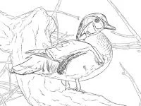 Ducks Coloring Pages 66