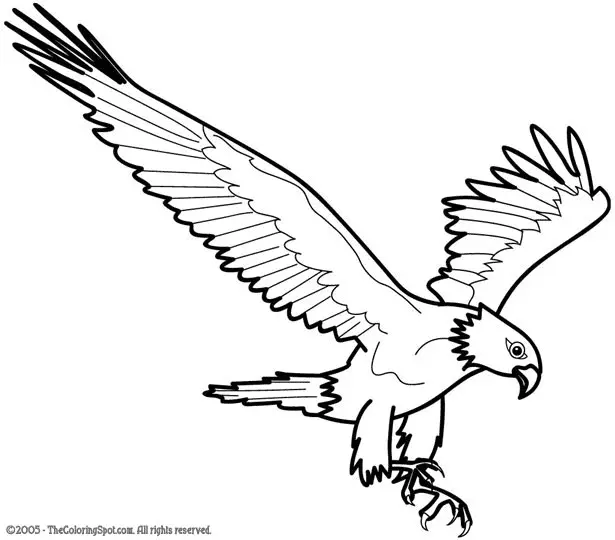 Eagle Coloring Pages 29