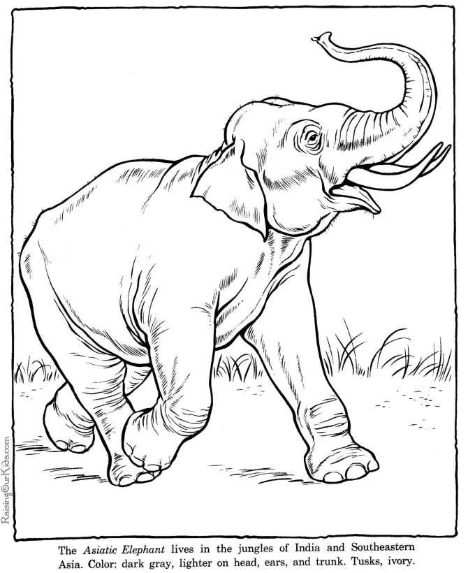 Elephant Coloring Pages 2