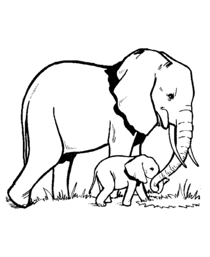 Desenhos de Elephant Para Colorir