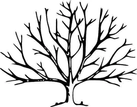 Fall Trees Coloring Pages 10