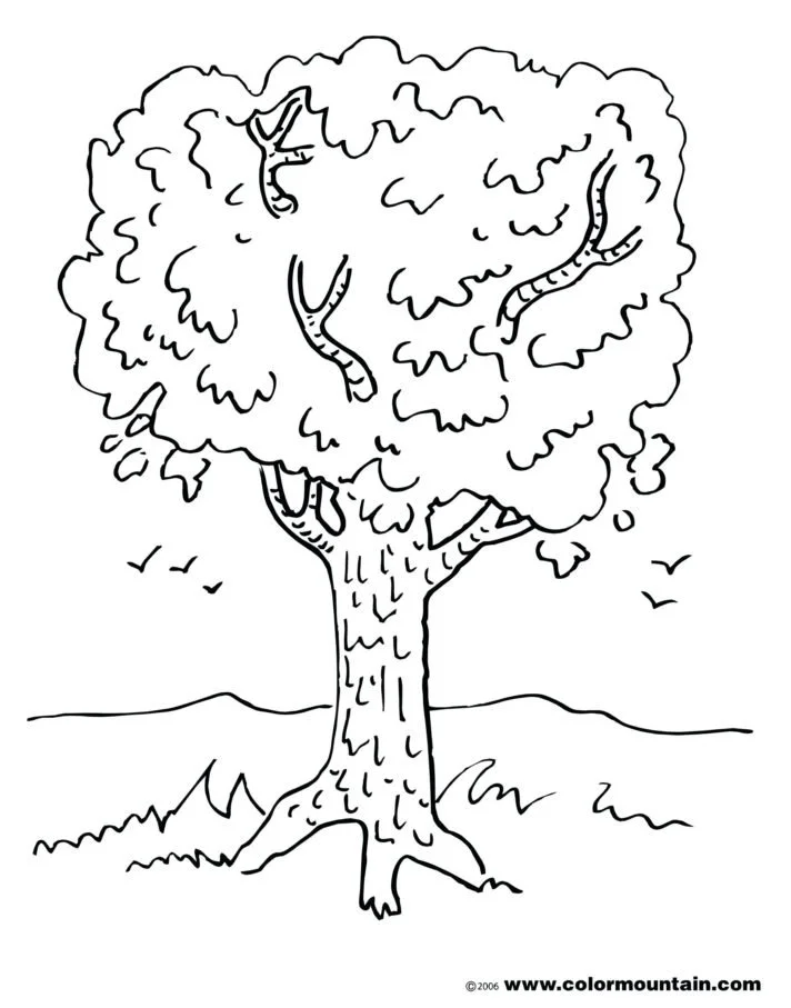 Fall Trees Coloring Pages 31