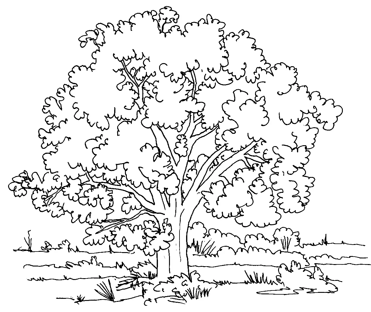 Fall Trees Coloring Pages 8