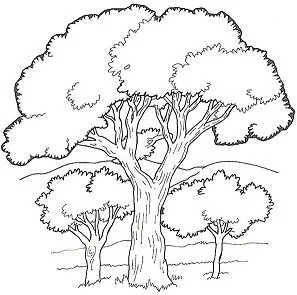 Forest Coloring Pages 12