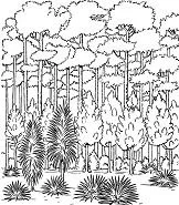 Forest Coloring Pages 22