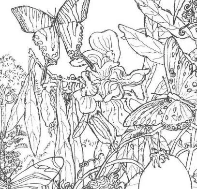 Forest Coloring Pages 40