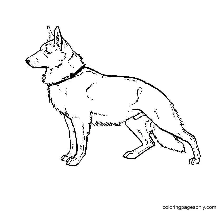 German Shepherd Coloring Pages 22