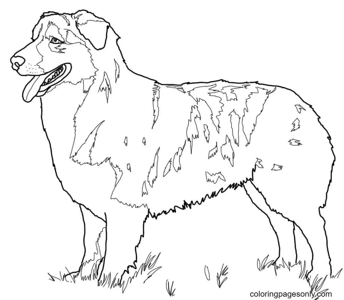 German Shepherd Coloring Pages 31