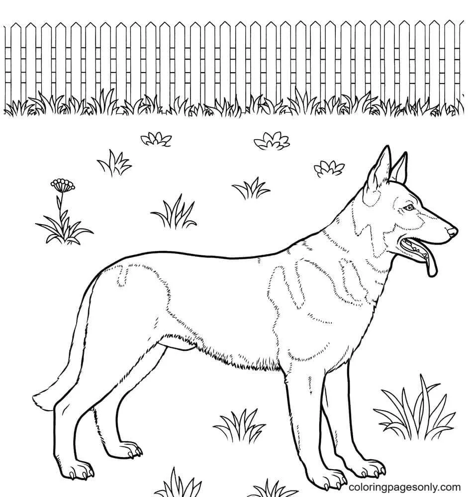 German Shepherd Coloring Pages 34