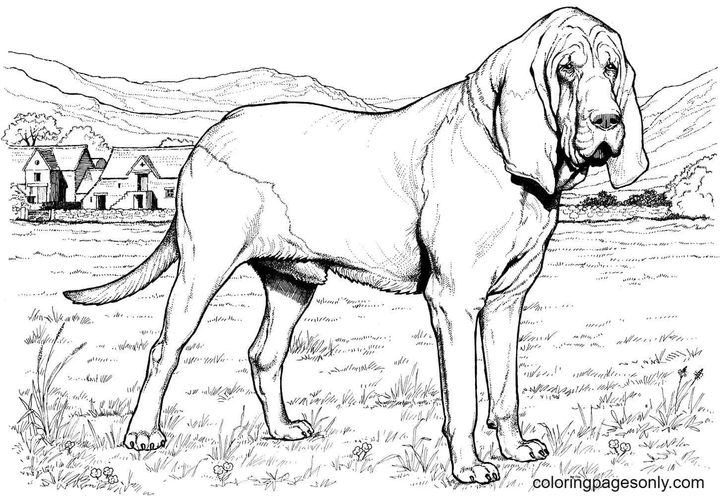 German Shepherd Coloring Pages 39