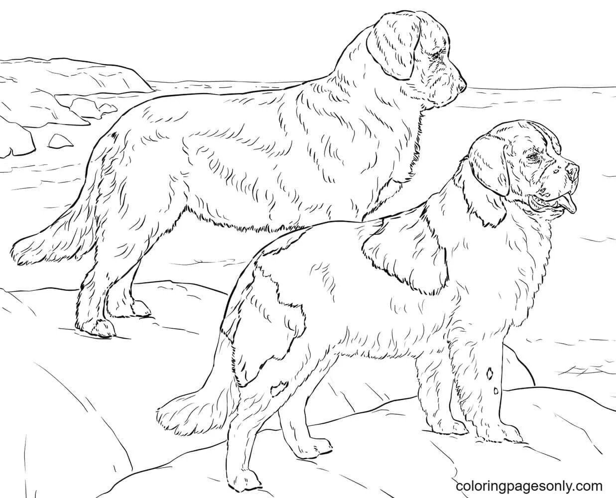 German Shepherd Coloring Pages 7