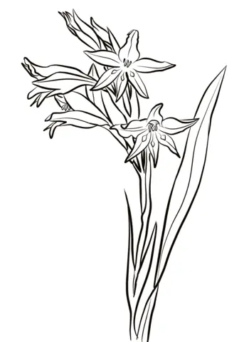 Gladioluses Coloring Pages