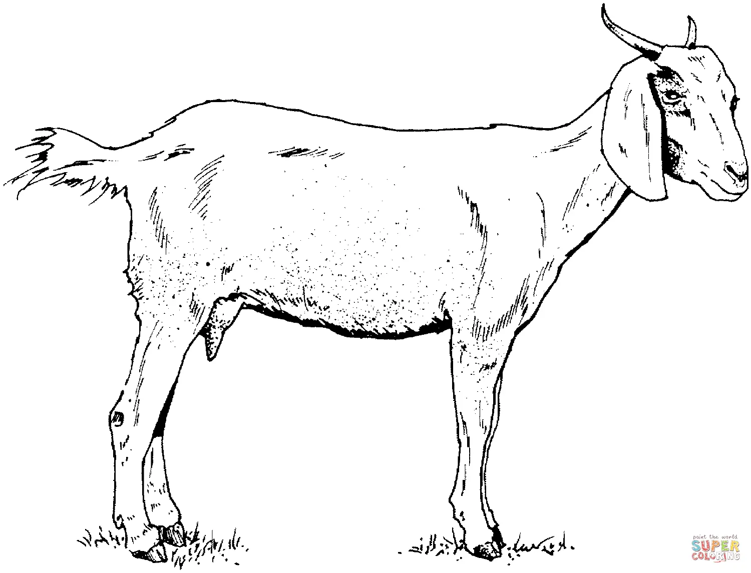 Goat Coloring Pages 1