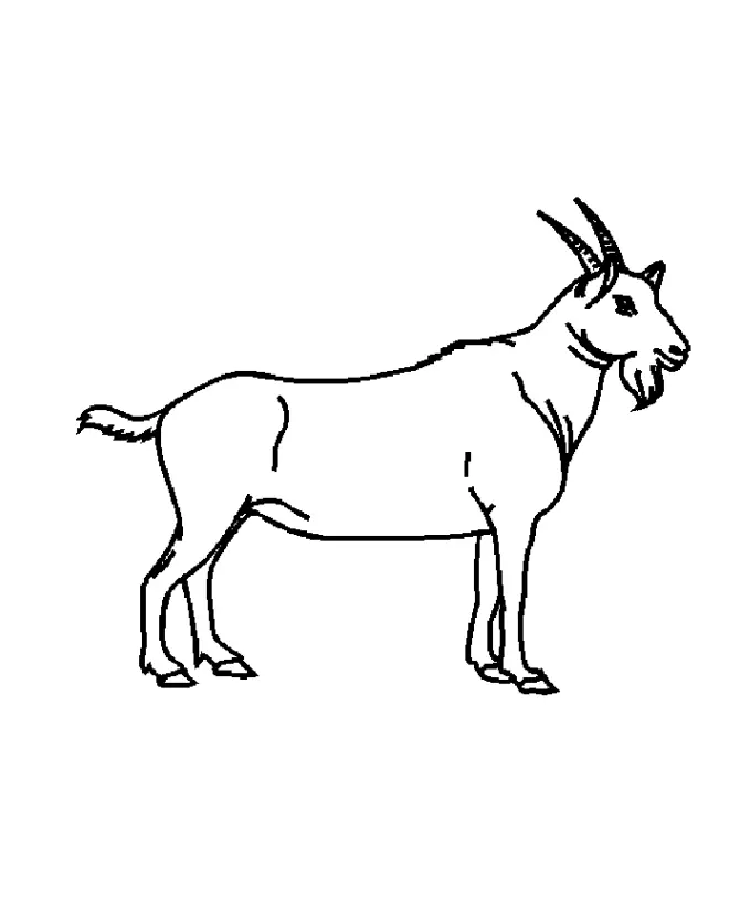 Goat Coloring Pages 15