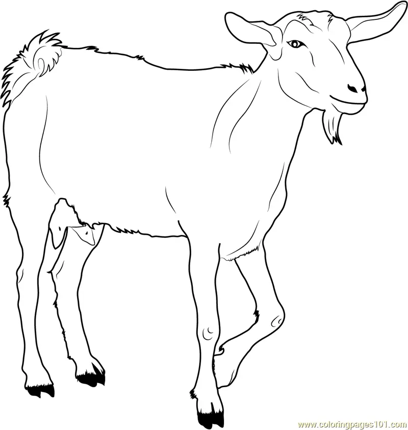 Goat Coloring Pages 17