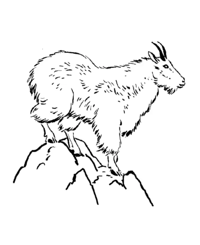 Goat Coloring Pages 25