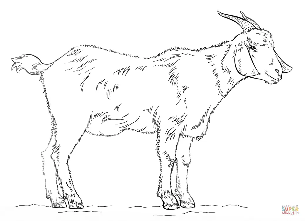 Goat Coloring Pages 26