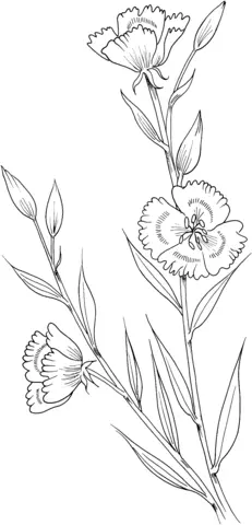 Godetia Coloring Pages 2