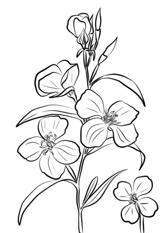 Godetia Coloring Pages 3