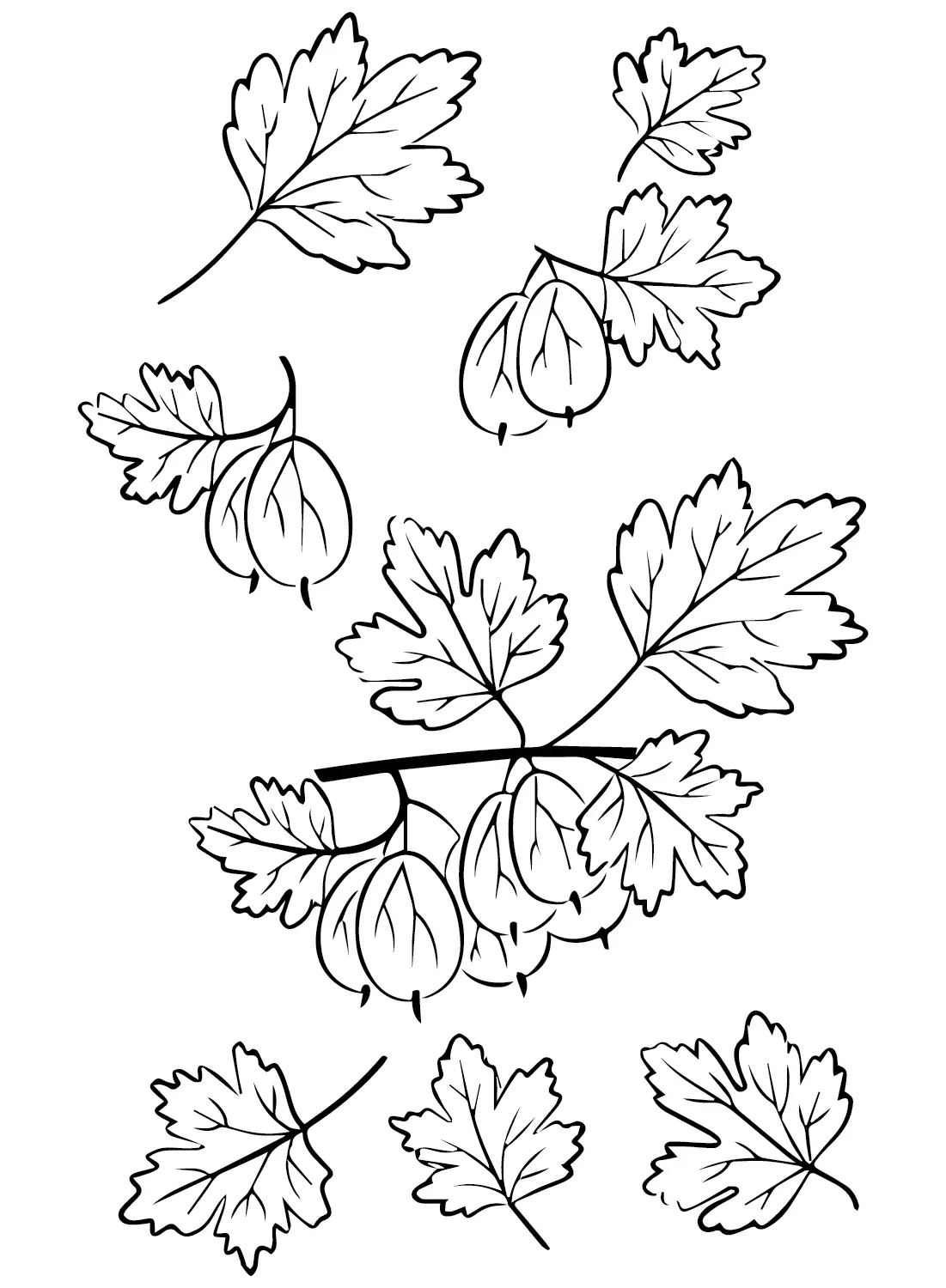 Gooseberry Coloring Pages 16