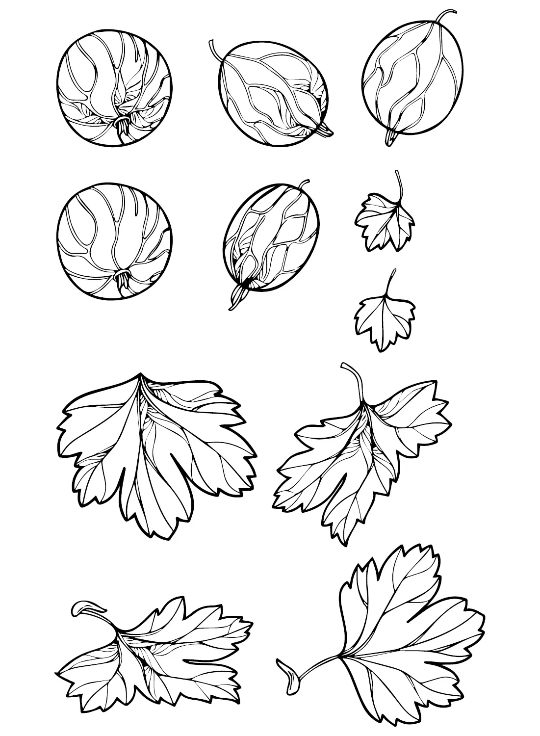 Gooseberry Coloring Pages 18