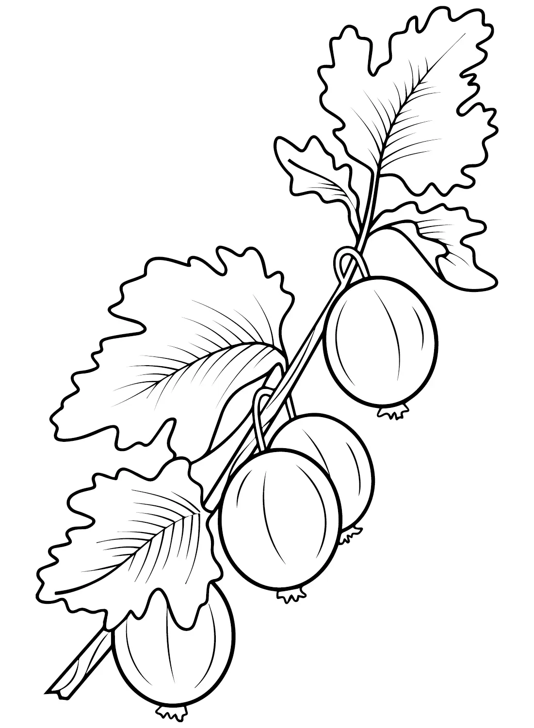 Gooseberry Coloring Pages 19