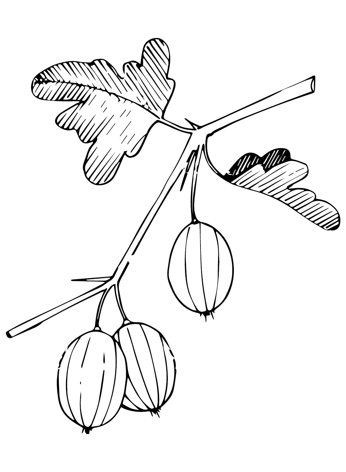 Gooseberry Coloring Pages 21