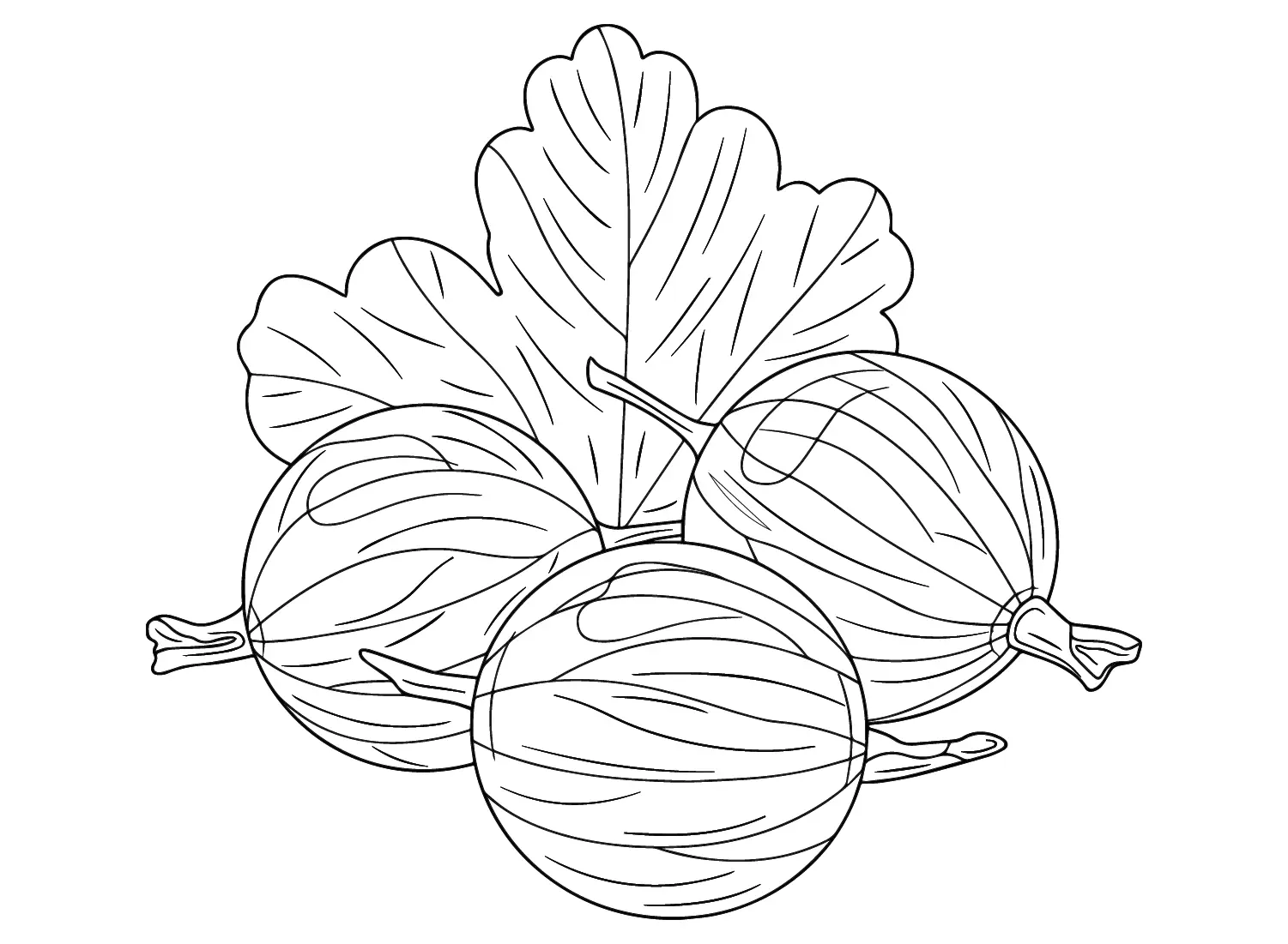 Gooseberry Coloring Pages 8