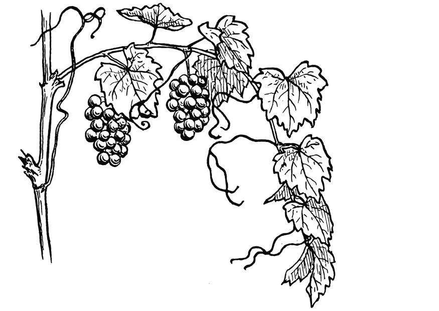 Grapes Coloring Pages 16