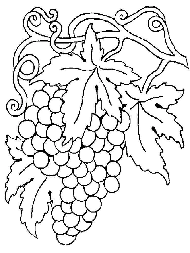 Grapes Coloring Pages 33