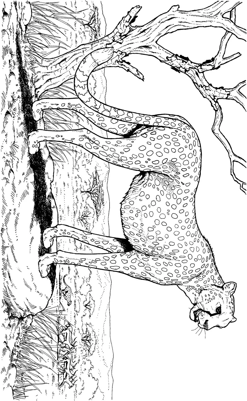 Hard Coloring Pages 118