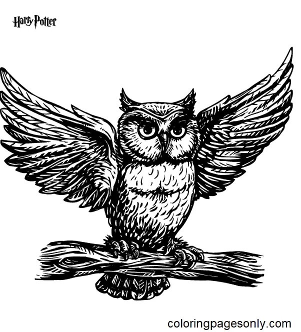 Harry Potter Para Colorear 64