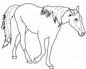 Desenhos de Horse Para Colorir 118