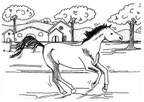 Desenhos de Horse Para Colorir 147