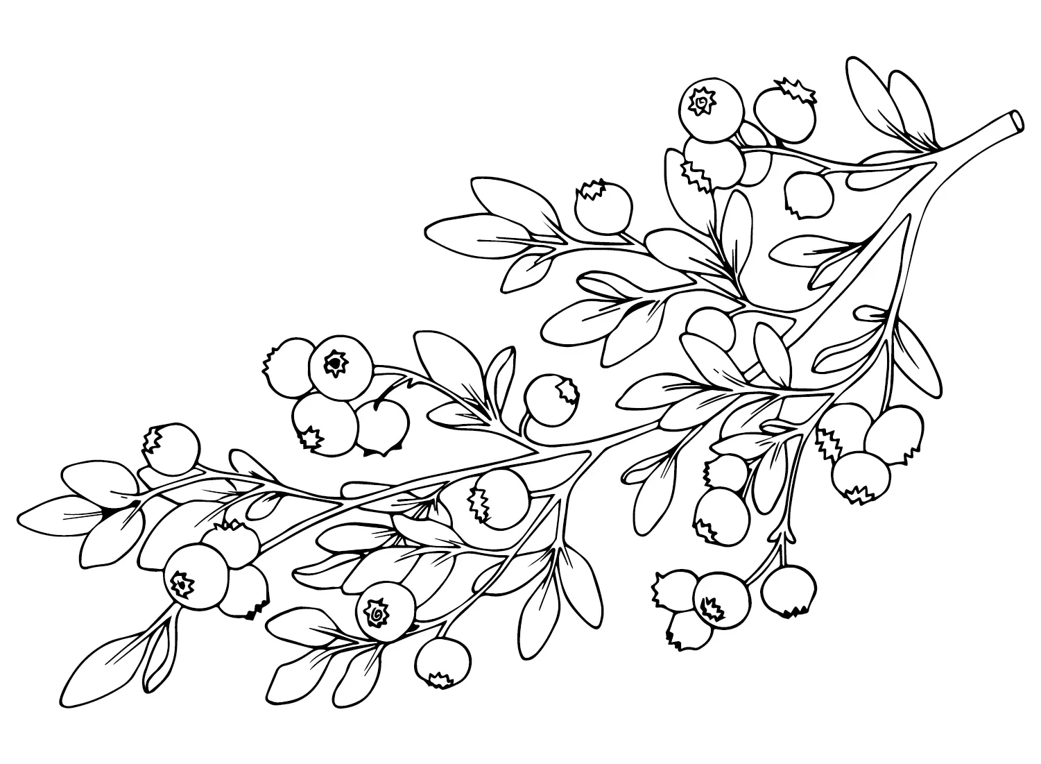 Huckleberry Coloring Pages to Print - Free Printable Coloring Pages