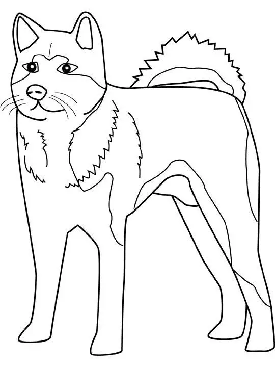 Husky Para Colorear 49