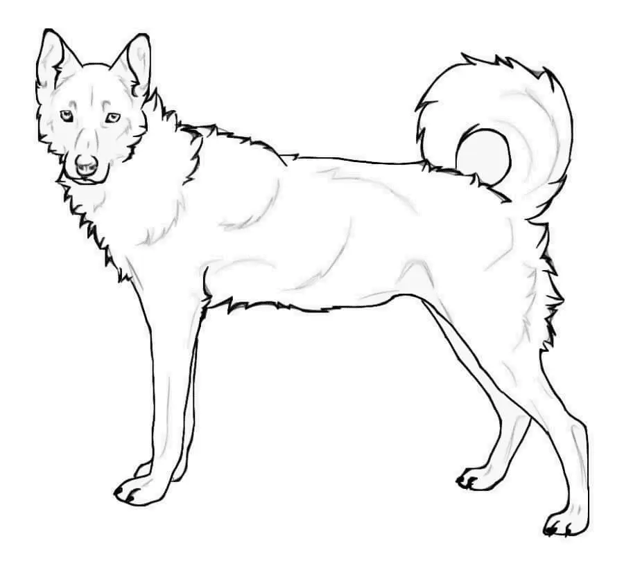 Husky Para Colorear 51