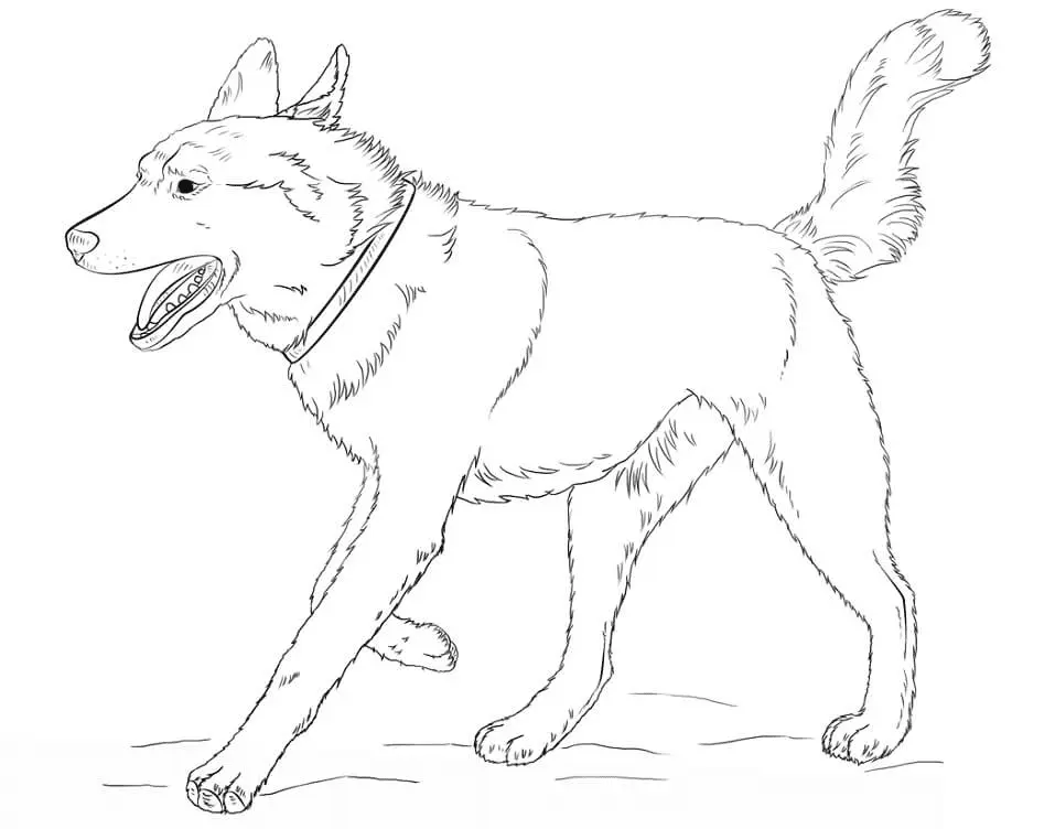 Husky Para Colorear 52