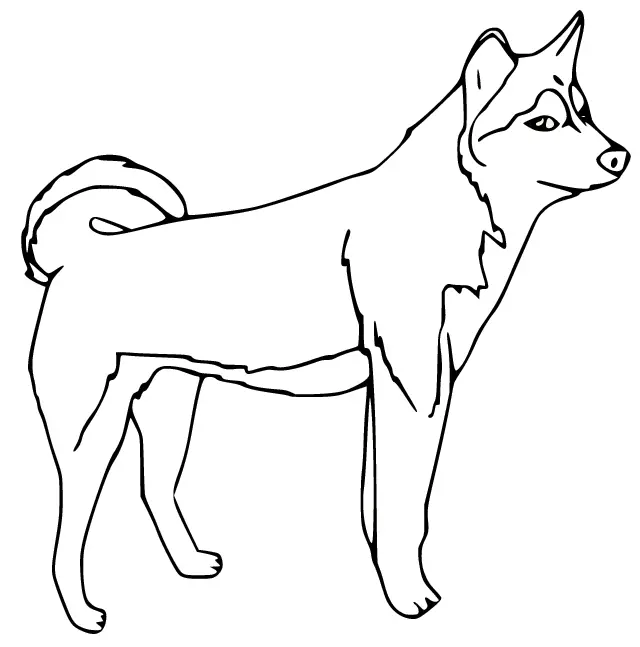 Husky Para Colorear 54