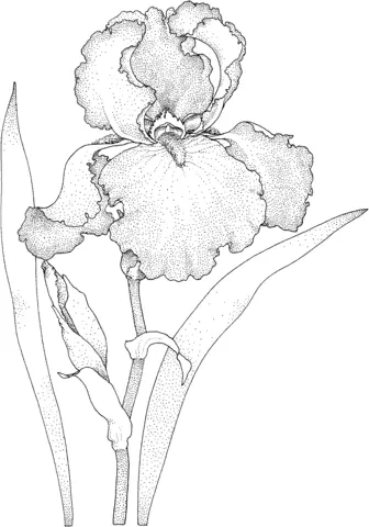 Iris Coloring Pages 1