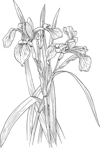 Iris Coloring Pages 11