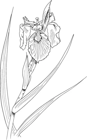 Iris Coloring Pages 12