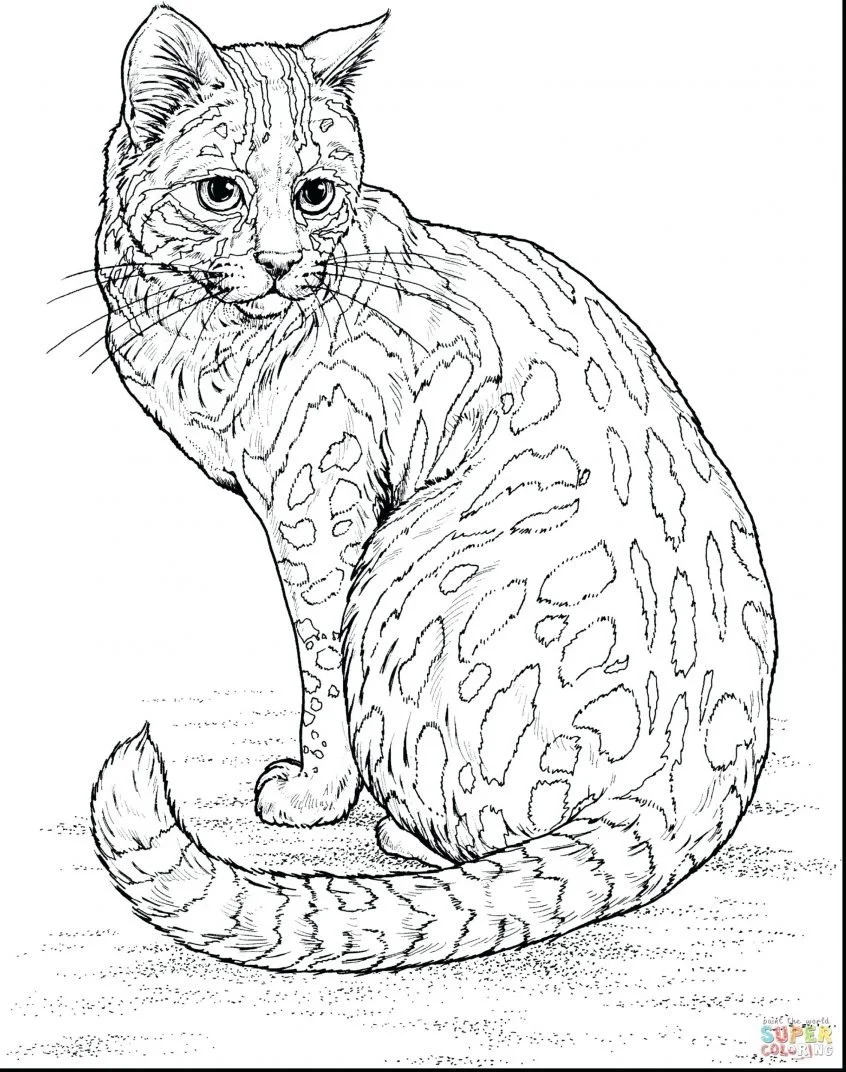 Desenhos de Gatinhos Para Colorir