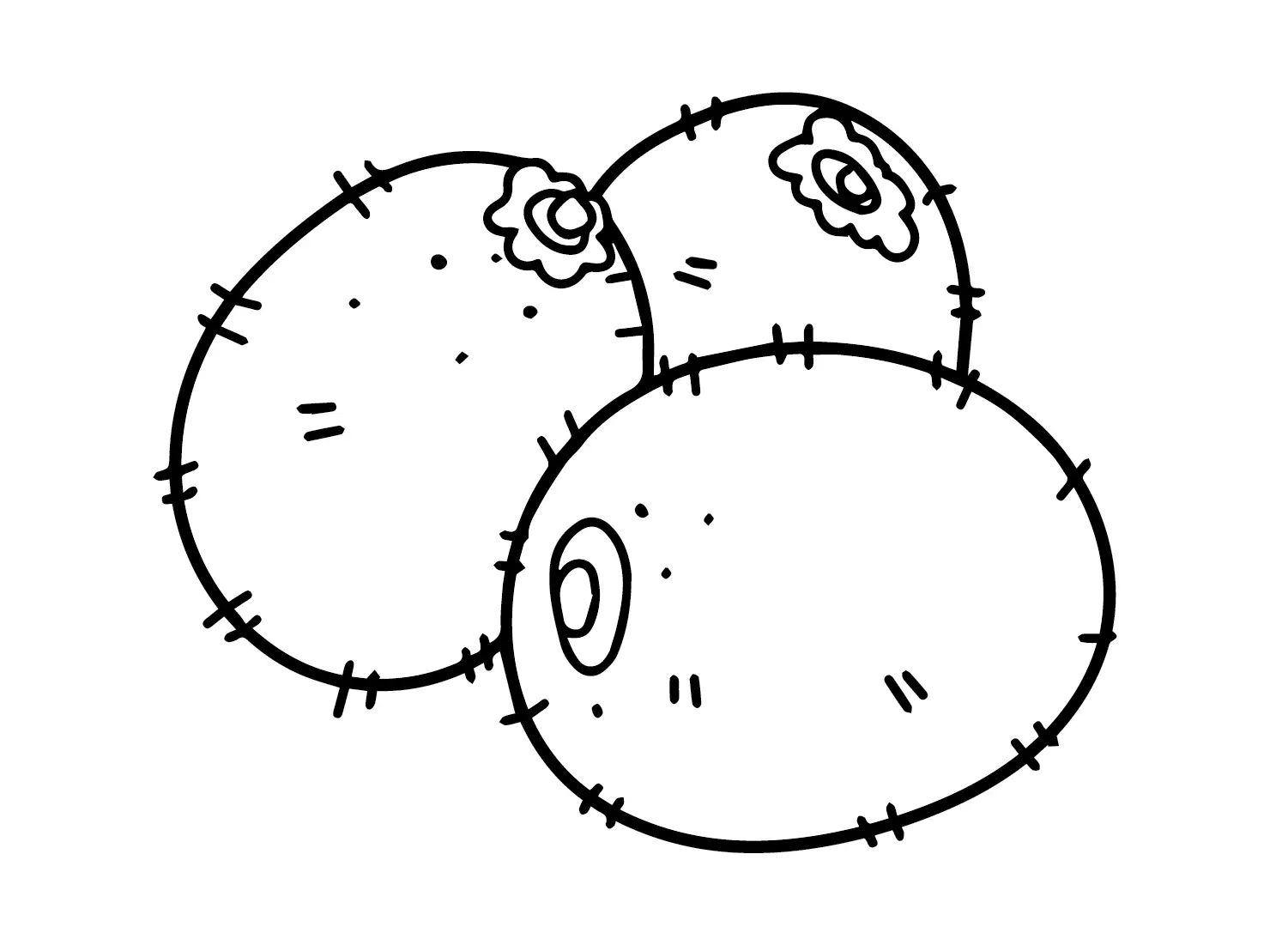 Desenhos de Kiwi Para Colorir