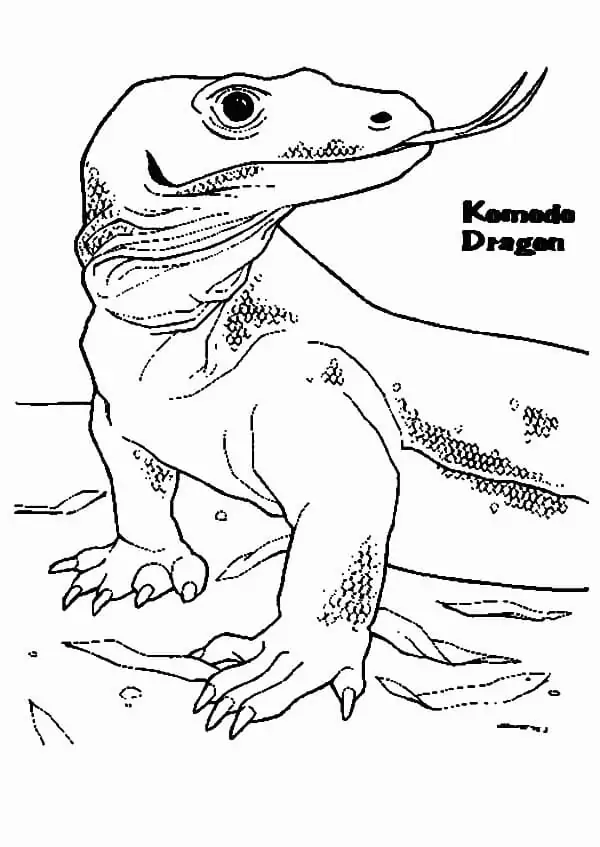 Dragao de Komodo Para Colorir 5