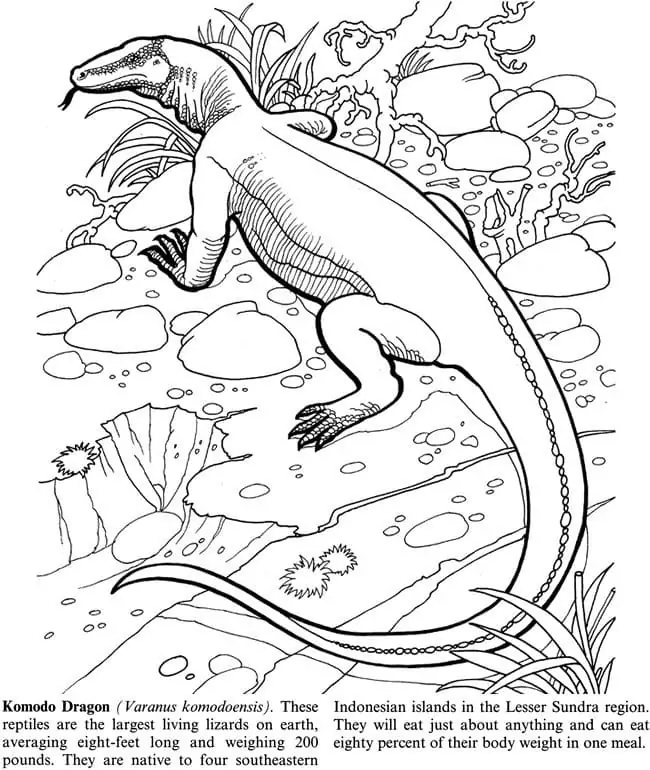 Dragao de Komodo Para Colorir 7