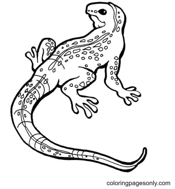 Lizard Coloring Pages 17