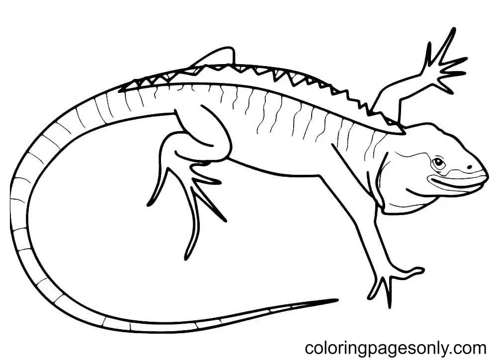 Lizard Coloring Pages 28